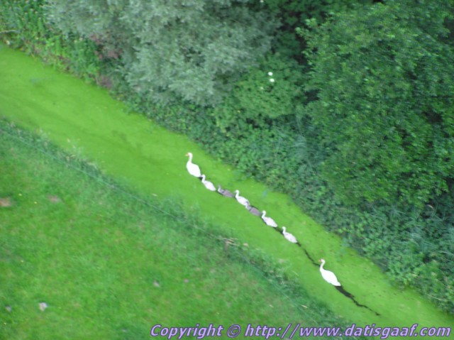 Copyright &copy DatisGaaf.com