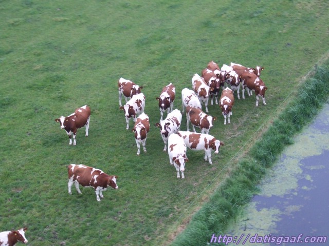 Copyright &copy DatisGaaf.com