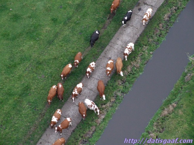 Copyright &copy DatisGaaf.com