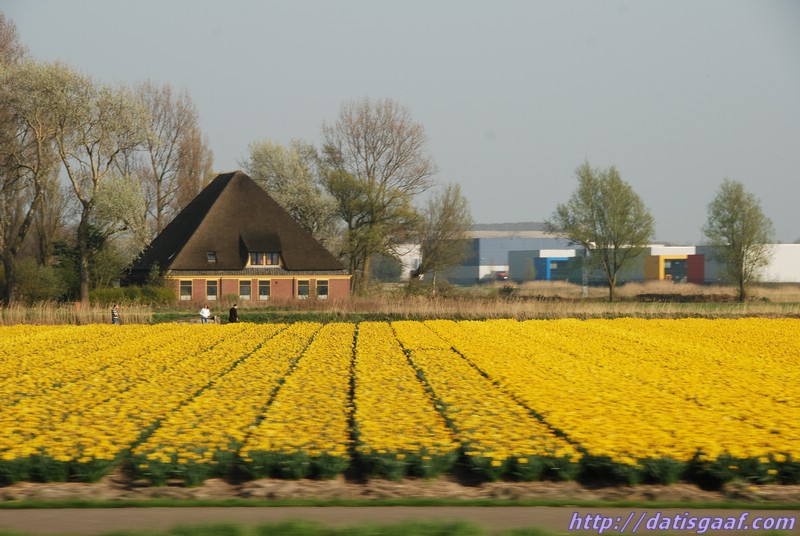 Copyright &copy DatisGaaf.com