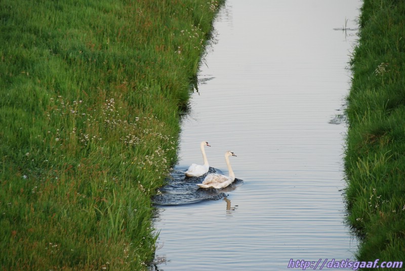 Copyright &copy DatisGaaf.com