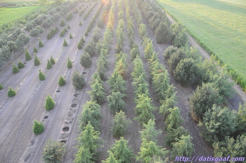 Copyright &copy DatisGaaf.com